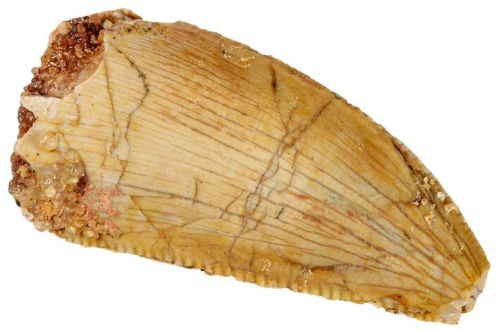 Bargain, Serrated, Raptor Tooth - Real Dinosaur Tooth #269404